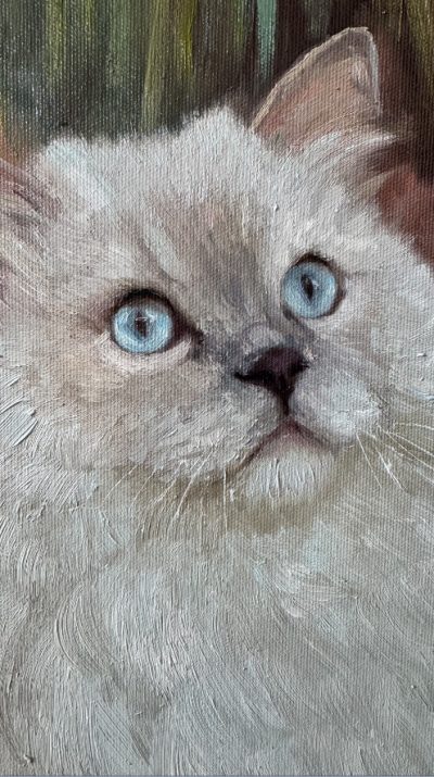 Puszysty kremowy kot o niebieskich oczach spogląda w górę na zielonym tle
