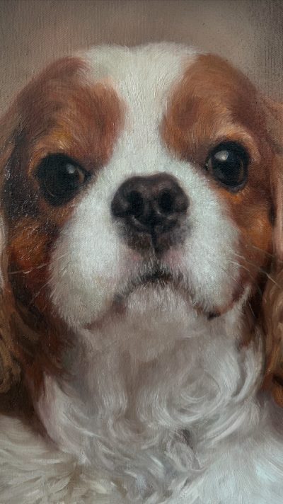 Rudo-biały cavalier king charles spaniel patrzący wprost, ciepłe beżowe tło